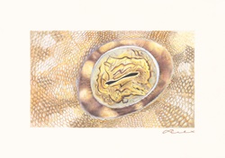 Alexandra_Thornton_Tasselled Wobbegong_Eye.jpg